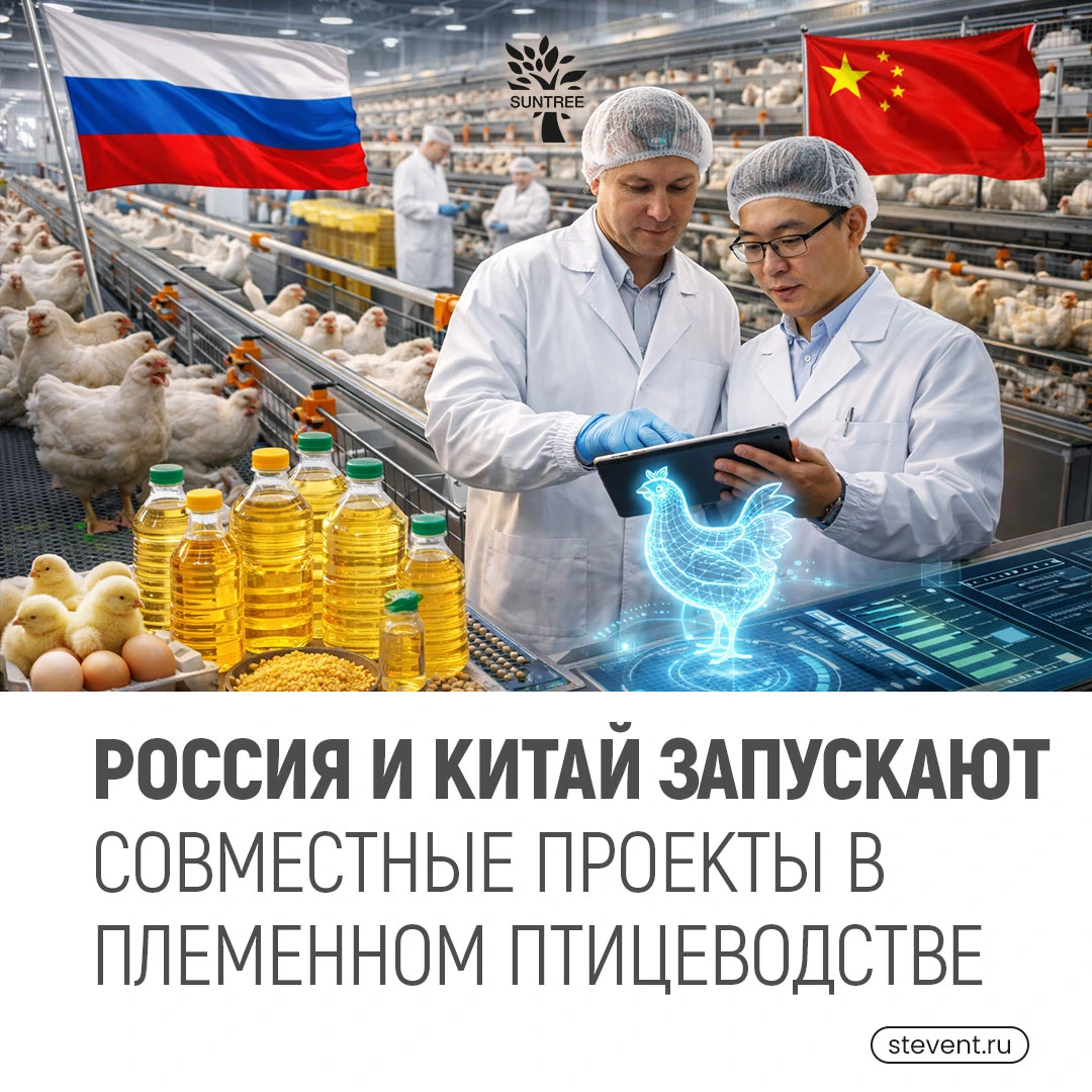 🐓Россия и Китай запускают совместные проекты в племенном птицеводстве