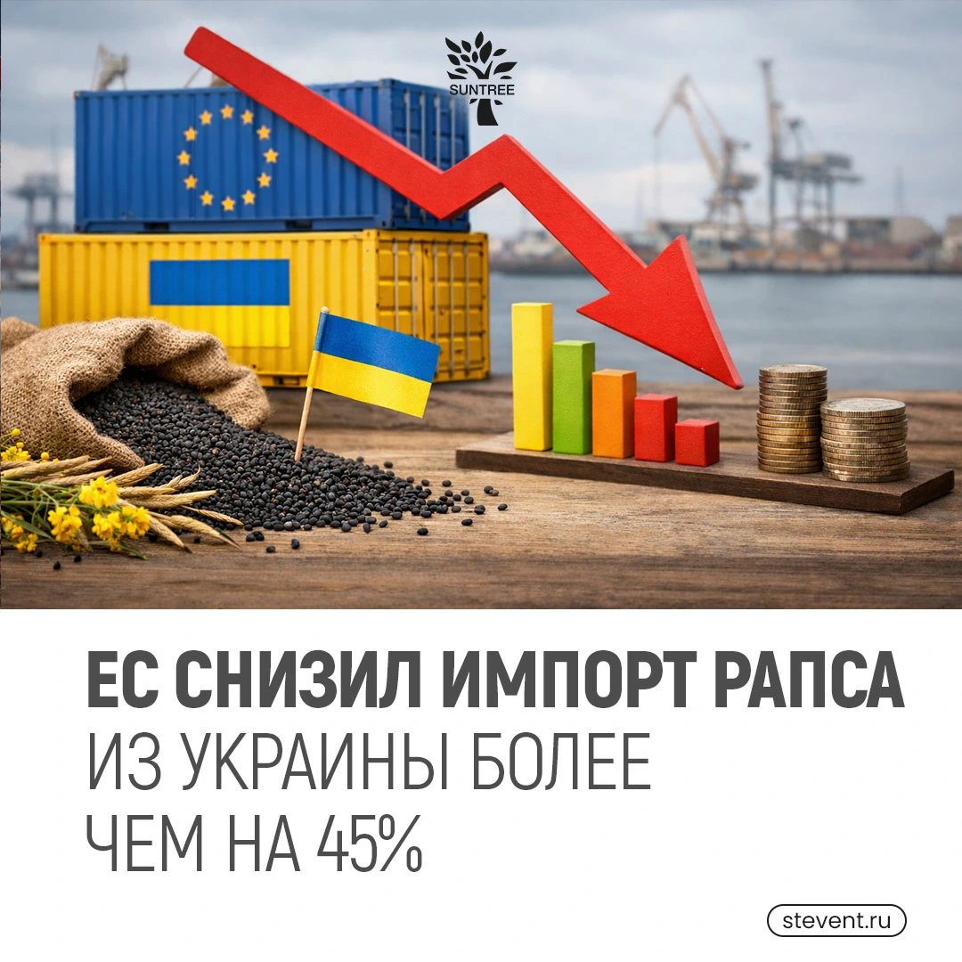 🌾ЕС снизил импорт рапса из Украины более чем на 45%